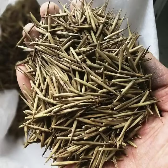 🏆Evergreen Lucky Bamboo Seeds | 🔥Buy 1 Get 1 Free🔥