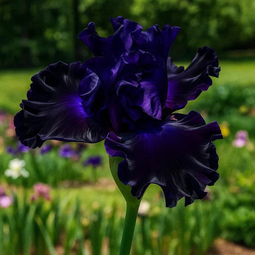 ⚜️Rare Tall Bearded Iris (Premium Rhizome Variety) | ⚜️Buy 1 Get 1 Free⚜️