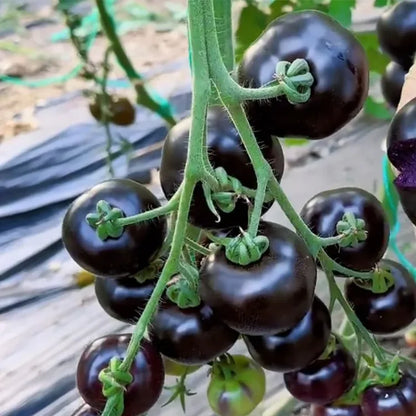 Black Falls Giant Tomato Seeds | 🔥Buy 1 Get 1 Free🔥