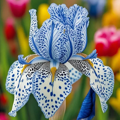 ⚜️Rare Tall Bearded Iris (Premium Rhizome Variety) | ⚜️Buy 1 Get 1 Free⚜️