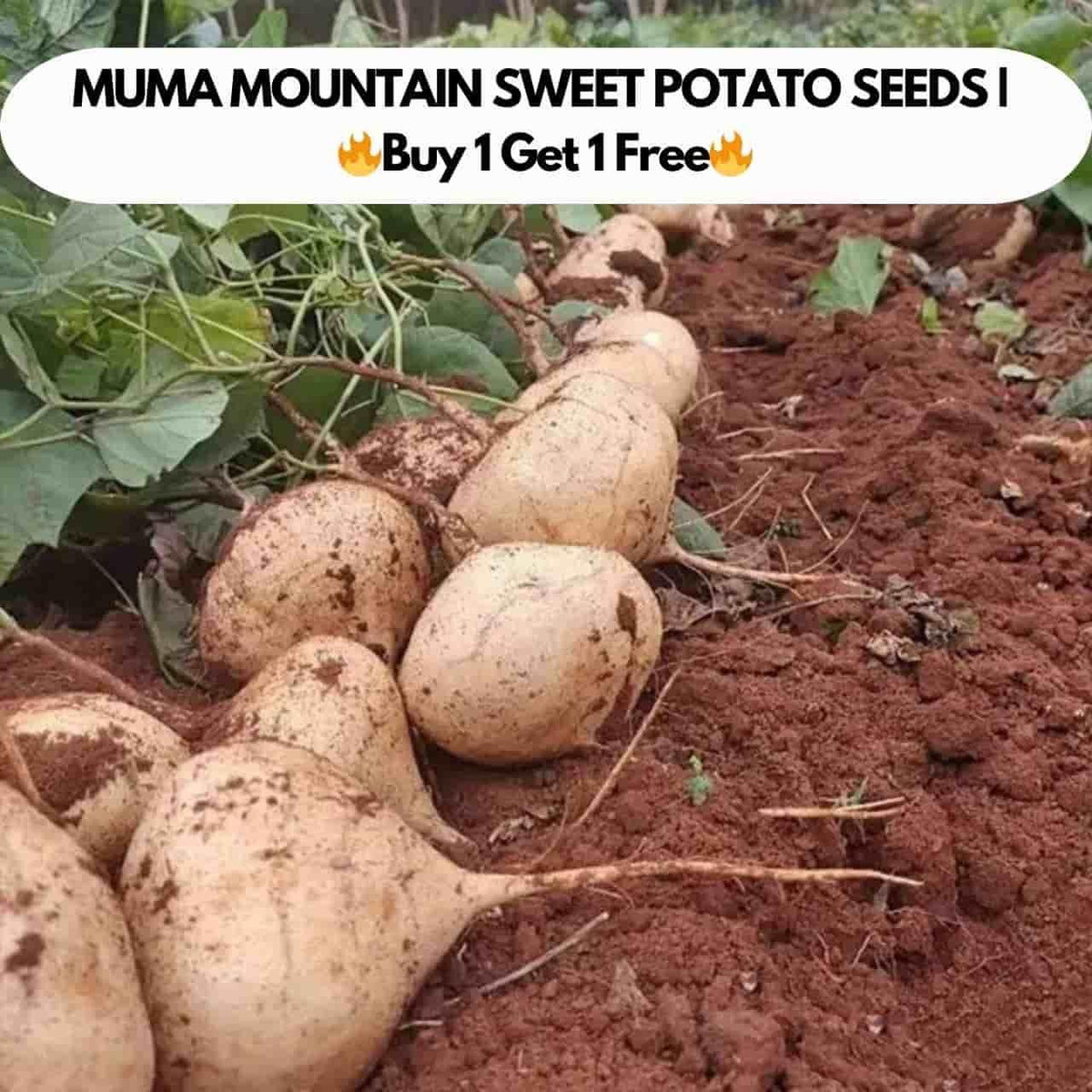 MUMA MOUNTAIN SWEET POTATO SEEDS | 🔥Buy 1 Get 1 Free🔥