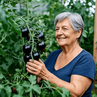 Black Falls Giant Tomato Seeds | 🔥Buy 1 Get 1 Free🔥