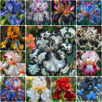 ⚜️Rare Tall Bearded Iris (Premium Rhizome Variety) | ⚜️Buy 1 Get 1 Free⚜️