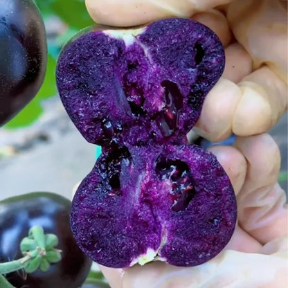 Black Falls Giant Tomato Seeds | 🔥Buy 1 Get 1 Free🔥
