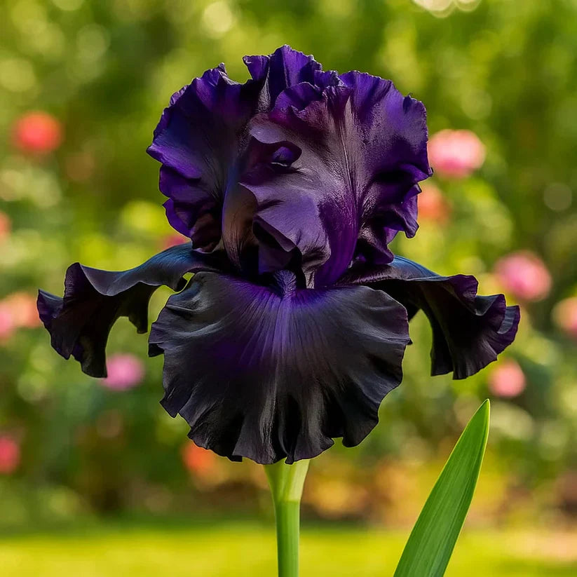 ⚜️Rare Tall Bearded Iris (Premium Rhizome Variety) | ⚜️Buy 1 Get 1 Free⚜️