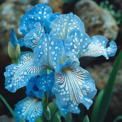 ⚜️Rare Tall Bearded Iris (Premium Rhizome Variety) | ⚜️Buy 1 Get 1 Free⚜️
