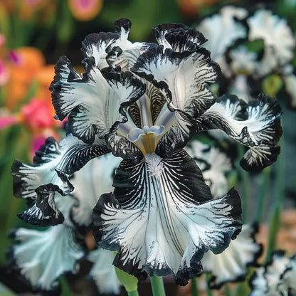 ⚜️Rare Tall Bearded Iris (Premium Rhizome Variety) | ⚜️Buy 1 Get 1 Free⚜️