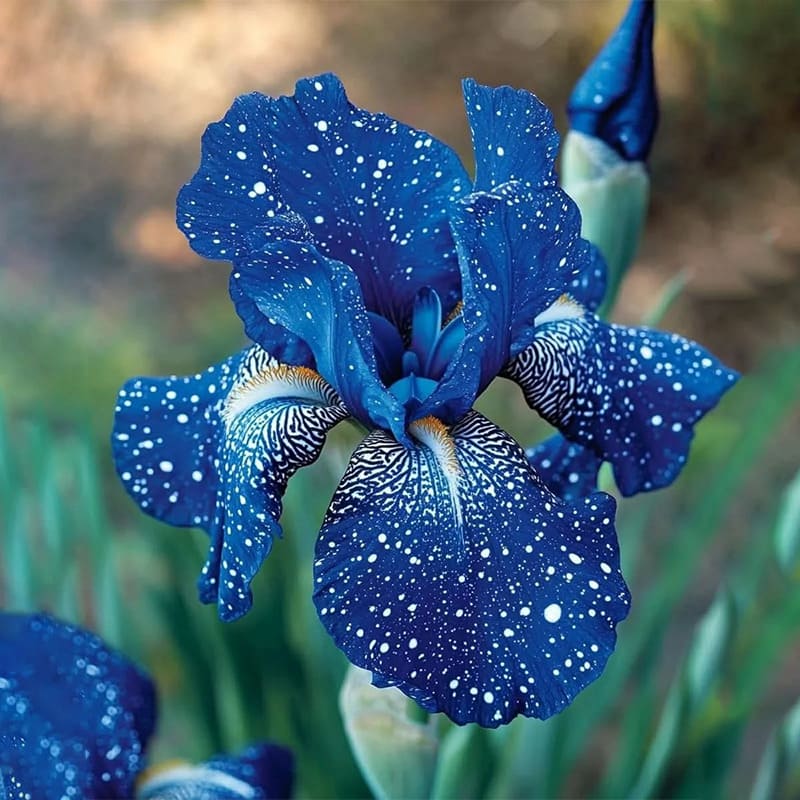 ⚜️Rare Tall Bearded Iris (Premium Rhizome Variety) | ⚜️Buy 1 Get 1 Free⚜️