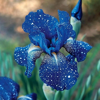 ⚜️Rare Tall Bearded Iris (Premium Rhizome Variety) | ⚜️Buy 1 Get 1 Free⚜️