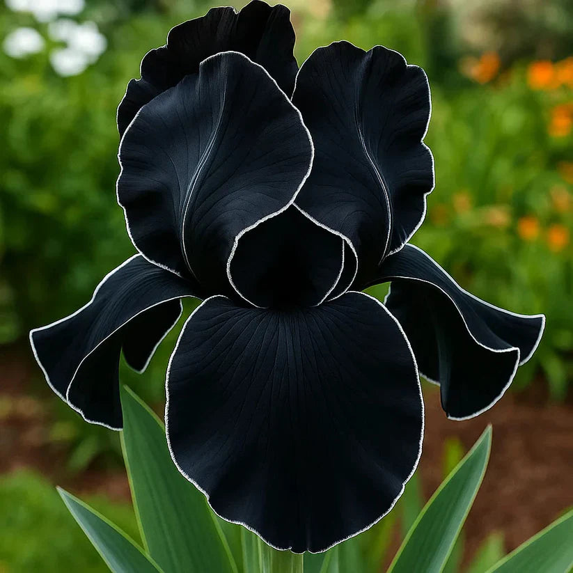 ⚜️Rare Tall Bearded Iris (Premium Rhizome Variety) | ⚜️Buy 1 Get 1 Free⚜️
