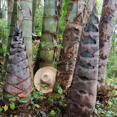 🎍[RARE SPECIES] GIANT DRAGON BAMBOO SEEDS | 🔥Buy 1 Get 1 Free🔥