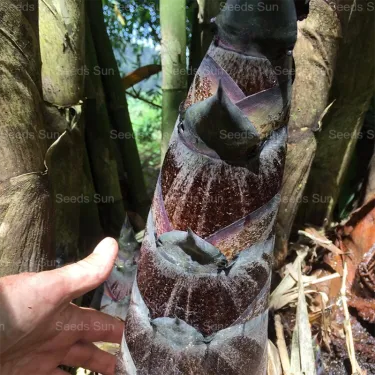 🎍[RARE SPECIES] GIANT DRAGON BAMBOO SEEDS | 🔥Buy 1 Get 1 Free🔥