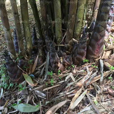 🎍[RARE SPECIES] GIANT DRAGON BAMBOO SEEDS | 🔥Buy 1 Get 1 Free🔥