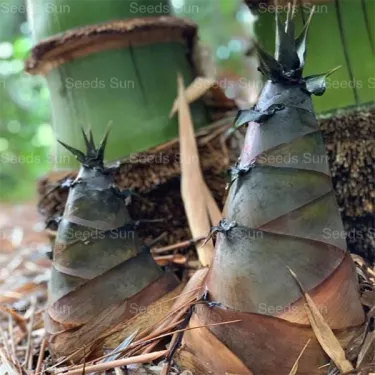 🎍[RARE SPECIES] GIANT DRAGON BAMBOO SEEDS | 🔥Buy 1 Get 1 Free🔥