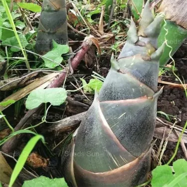 🎍[RARE SPECIES] GIANT DRAGON BAMBOO SEEDS | 🔥Buy 1 Get 1 Free🔥