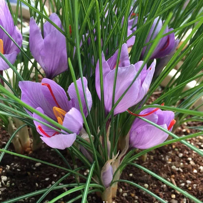 🌹Saffron Bulbs—Gold in the Flower Seeds🌹🔥Buy 1 Get 1 Free🔥