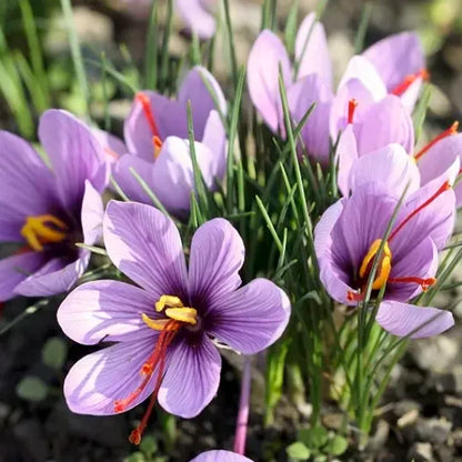 🌹Saffron Bulbs—Gold in the Flower Seeds🌹🔥Buy 1 Get 1 Free🔥