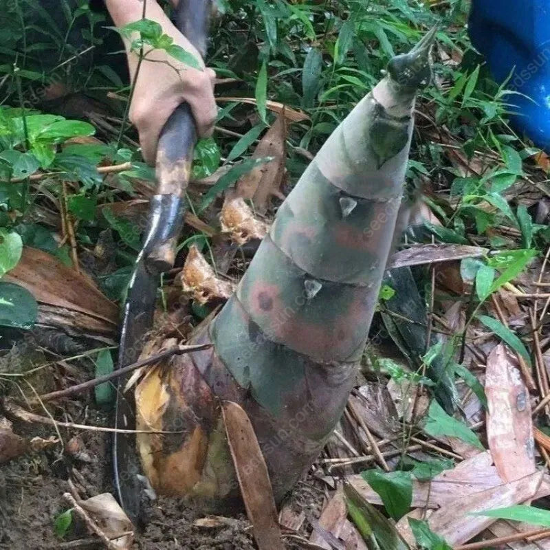 🎍[RARE SPECIES] GIANT DRAGON BAMBOO SEEDS | 🔥Buy 1 Get 1 Free🔥