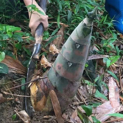 🎍[RARE SPECIES] GIANT DRAGON BAMBOO SEEDS | 🔥Buy 1 Get 1 Free🔥