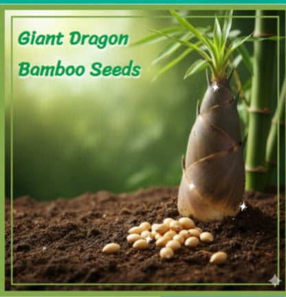 🎍[RARE SPECIES] GIANT DRAGON BAMBOO SEEDS | 🔥Buy 1 Get 1 Free🔥