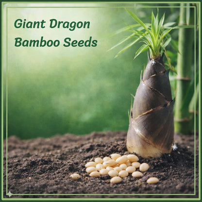🎍[RARE SPECIES] GIANT DRAGON BAMBOO SEEDS | 🔥Buy 1 Get 1 Free🔥