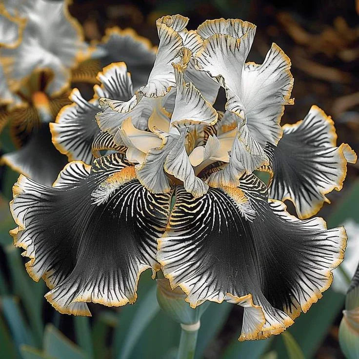 ⚜️Rare Tall Bearded Iris (Premium Rhizome Variety) | ⚜️Buy 1 Get 1 Free⚜️