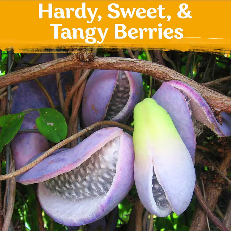 🌿Chocolate Vine Plant Seeds, Akebia Quinata Seeds, Akebia Plant for Outdoor Garden | 🔥Buy 1 Get 1 Free🔥