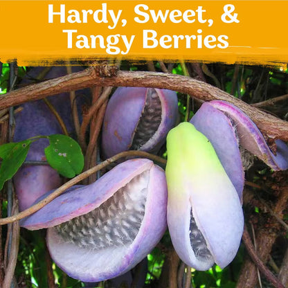 🌿Chocolate Vine Plant Seeds, Akebia Quinata Seeds, Akebia Plant for Outdoor Garden | 🔥Buy 1 Get 1 Free🔥