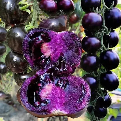 Black Falls Giant Tomato Seeds | 🔥Buy 1 Get 1 Free🔥