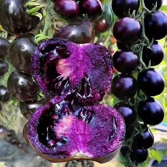 Black Falls Giant Tomato Seeds | 🔥Buy 1 Get 1 Free🔥