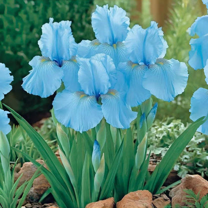 ⚜️Rare Tall Bearded Iris (Premium Rhizome Variety) | ⚜️Buy 1 Get 1 Free⚜️