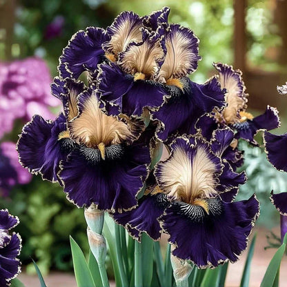 ⚜️Rare Tall Bearded Iris (Premium Rhizome Variety) | ⚜️Buy 1 Get 1 Free⚜️