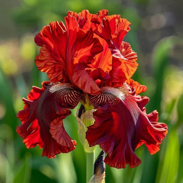 ⚜️Rare Tall Bearded Iris (Premium Rhizome Variety) | ⚜️Buy 1 Get 1 Free⚜️