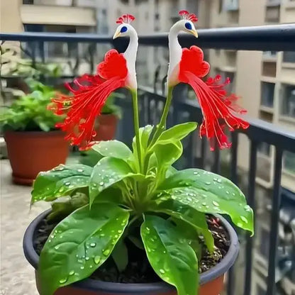 🌸🌸 Peacock Flower Bulbs Seeds — Plant hope, watch splendor bloom!🌸🌸 🌱BUY 1 GET 1 FREE! 🌱
