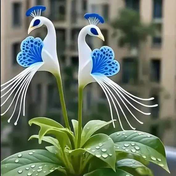🌸🌸 Peacock Flower Bulbs Seeds — Plant hope, watch splendor bloom!🌸🌸 🌱BUY 1 GET 1 FREE! 🌱