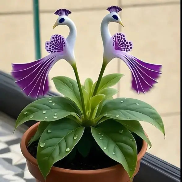 🌸🌸 Peacock Flower Bulbs Seeds — Plant hope, watch splendor bloom!🌸🌸 🌱BUY 1 GET 1 FREE! 🌱