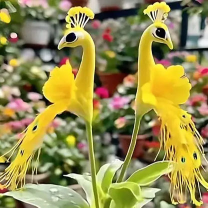🌸🌸 Peacock Flower Bulbs Seeds — Plant hope, watch splendor bloom!🌸🌸 🌱BUY 1 GET 1 FREE! 🌱