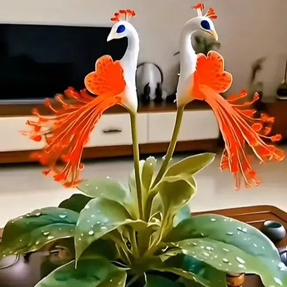 🌸🌸 Peacock Flower Bulbs Seeds — Plant hope, watch splendor bloom!🌸🌸 🌱BUY 1 GET 1 FREE! 🌱