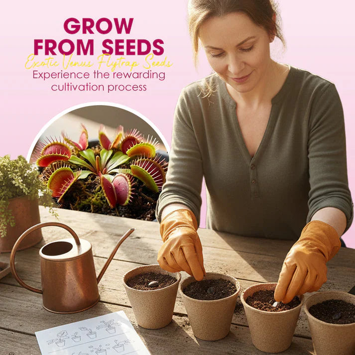 🌱【Amazing Venus Flytrap Seeds】—Grow Your Own Mini Carnivorous Monster!😱🌿🔥Buy 1 Get 1 Free🔥