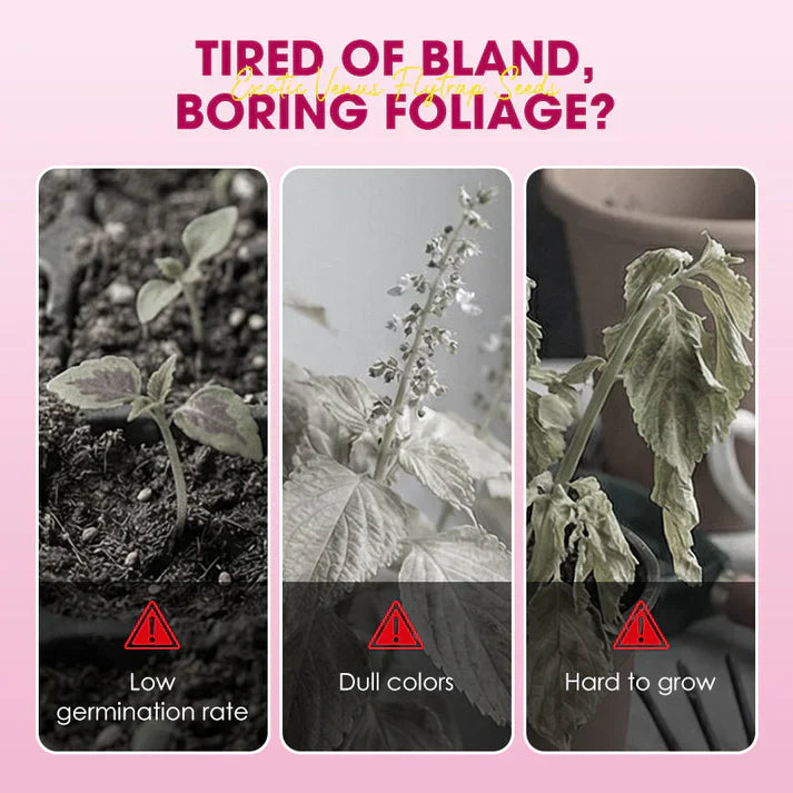 🌱【Amazing Venus Flytrap Seeds】—Grow Your Own Mini Carnivorous Monster!😱🌿🔥Buy 1 Get 1 Free🔥