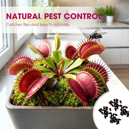 🌱【Amazing Venus Flytrap Seeds】—Grow Your Own Mini Carnivorous Monster!😱🌿🔥Buy 1 Get 1 Free🔥