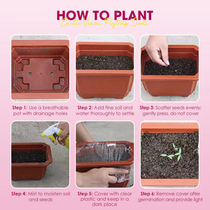 🌱【Amazing Venus Flytrap Seeds】—Grow Your Own Mini Carnivorous Monster!😱🌿🔥Buy 1 Get 1 Free🔥