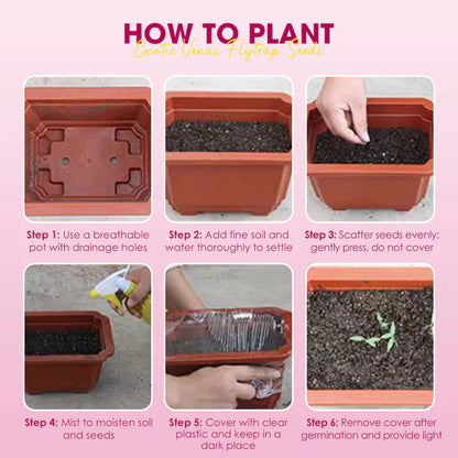🌱【Amazing Venus Flytrap Seeds】—Grow Your Own Mini Carnivorous Monster!😱🌿🔥Buy 1 Get 1 Free🔥