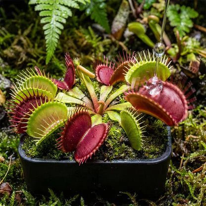 🌱【Amazing Venus Flytrap Seeds】—Grow Your Own Mini Carnivorous Monster!😱🌿🔥Buy 1 Get 1 Free🔥