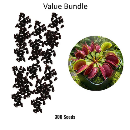 🌱【Amazing Venus Flytrap Seeds】—Grow Your Own Mini Carnivorous Monster!😱🌿🔥Buy 1 Get 1 Free🔥